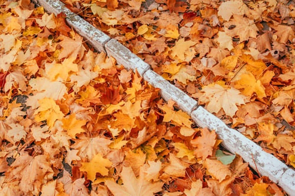 Autumn leaves packed into a residential gutter running along a roof edge