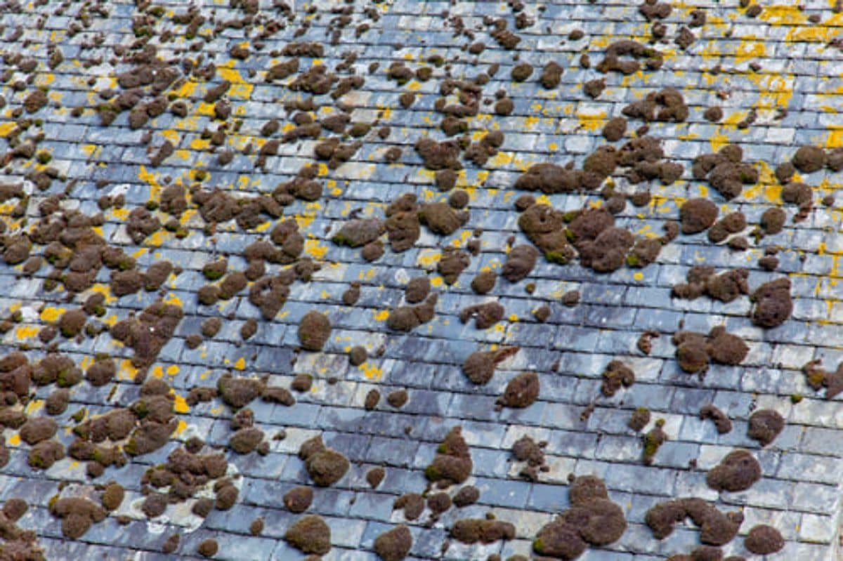 Hailstones scattered across an asphalt shingle roof after a severe storm in Wichita, Kansas